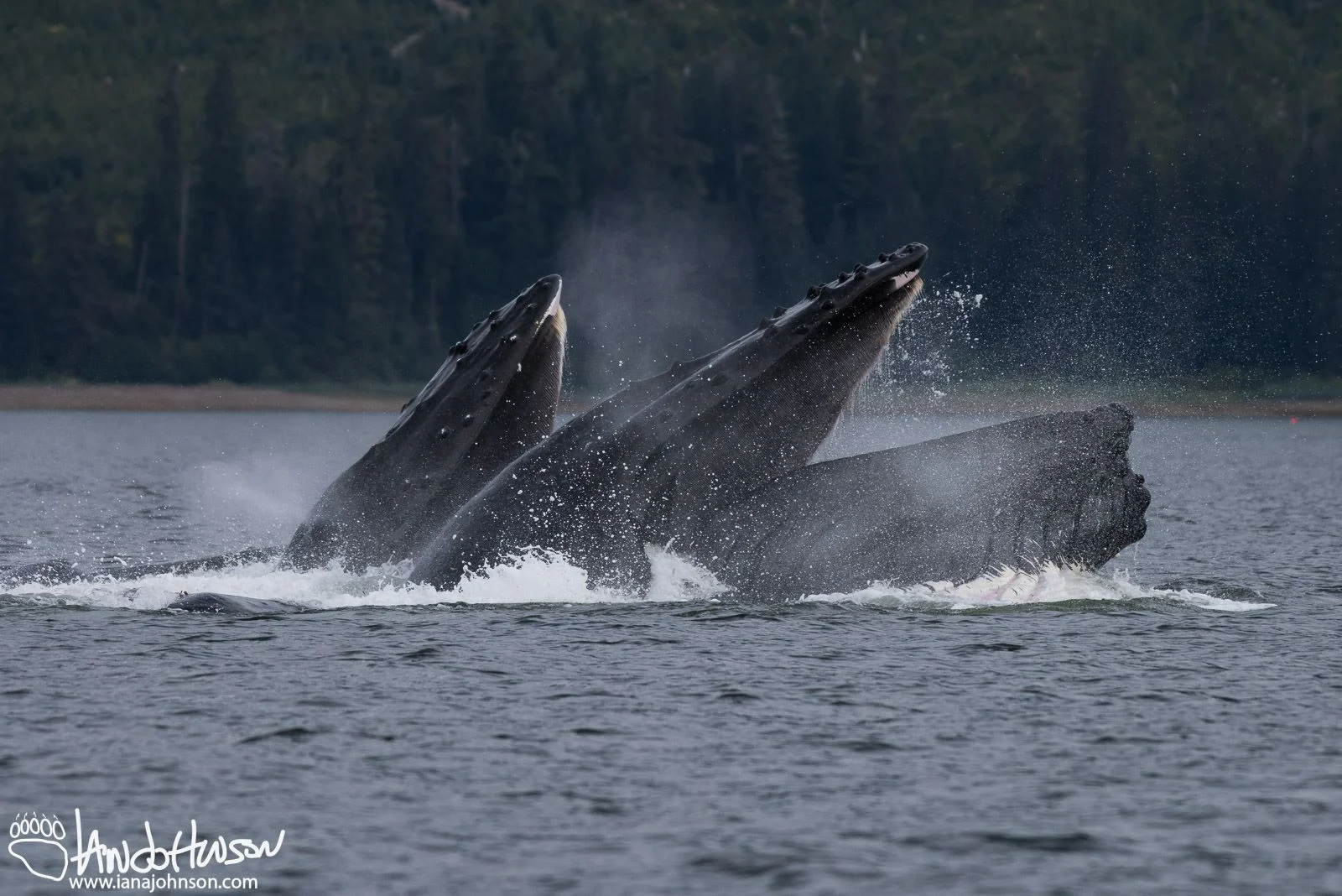 IT IS POSSIBLE TO WATCH HUMPBACK WHALES, IN THIS CASE BUBBLE FEEDING, FROM THE SHORE AND DOCK AT MANY POINTS ON PRINCE OF WHALES ISLAND. IMAGE: COURTESY OF Ian A. Johnson, wildlife photography