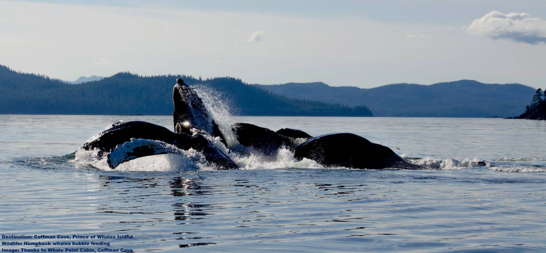THE HUMPBACK WHALES COMES SO CLOSE TO THE SHORE TO FEED THAT YOU CAN WATCH THEM FROM LAND ON PRINCE OF WHALES ISLAND. THIS IMAGE OF HUMPBACKS "BUBBLE FEEDING" WAS TAKEN AT WHALE POINT CABIN, COFFMAN COVE. IMAGE: COURTESY OF WHALE POINT CABIN.