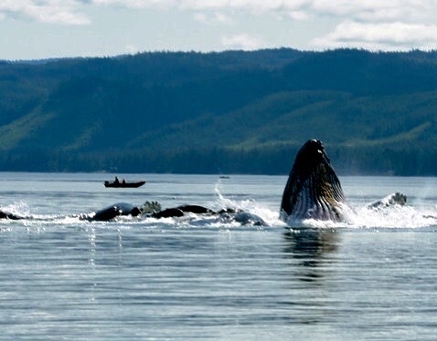 THE VIEW FROM THE PORCH AT WHALE POINT CABIN, COFFMAN COVE. HUMPBACKS BUBBLE FEEDING IN THE BAY. IMAGE: THANKS TO WHALE POINT CABIN.