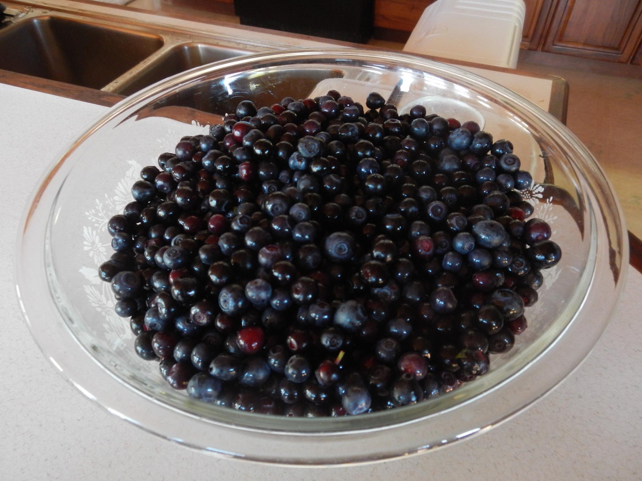 THE BEARS ARE NOT THE ONLY ONES ENJOYING THE FRESH LOCAL BLUEBERRIES ON PRINCE OF WALES ISLAND. IMAGE: THE ALASKA LODGE AND RETREAT IN COFFMAN COVE.