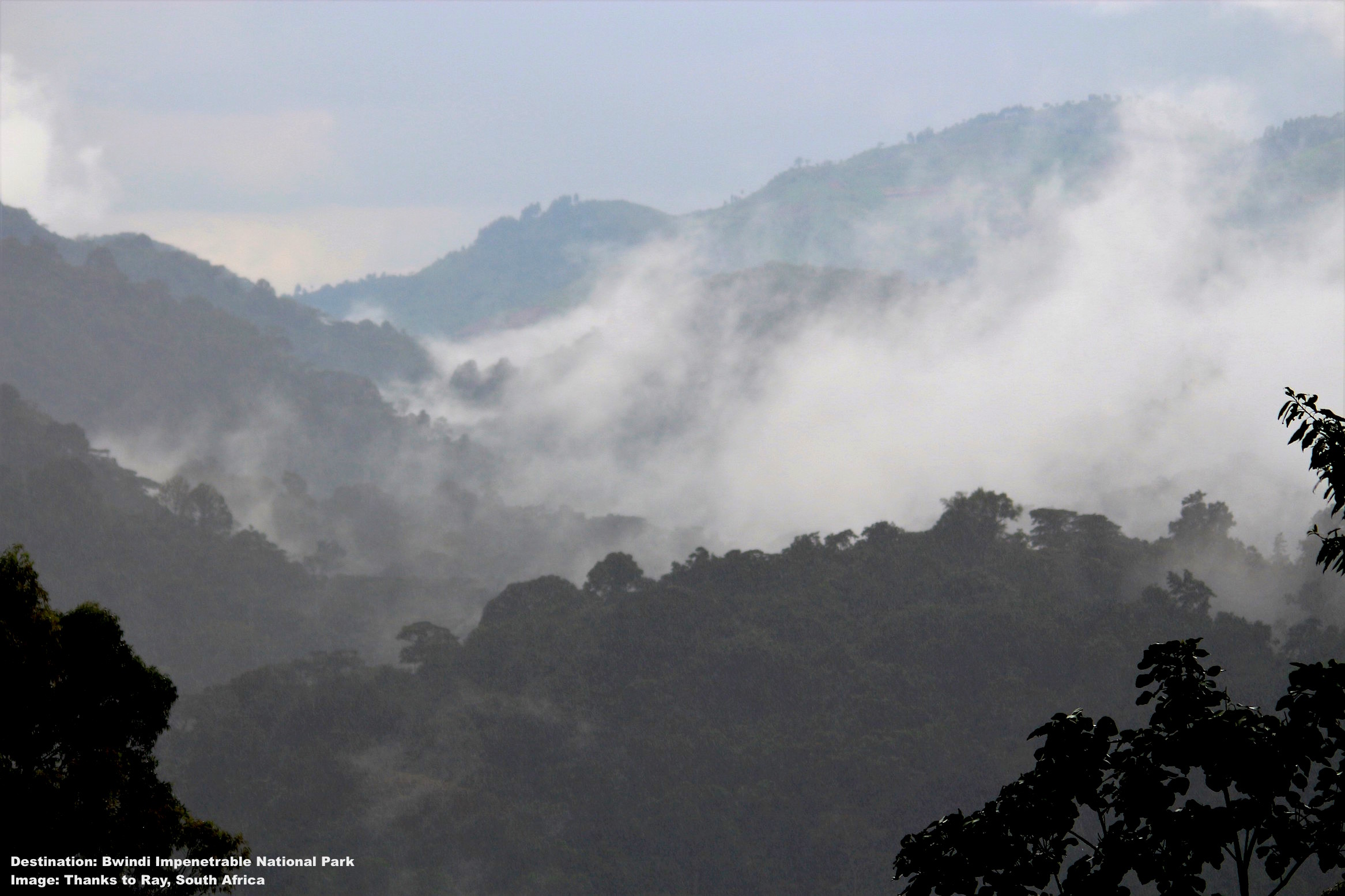 BWINDI IMPENETRABLE NATIONAL PARK SITUATED IN UGANDA'S SOUTHWEST AT THE EDGE OF THE RIFT VALLEY. THE MIST COVERED MOUNTAINSIDES CONCEAL THE RAINFOREST THAT CONCEALS THE MOUNTAIN GORILLAS.
