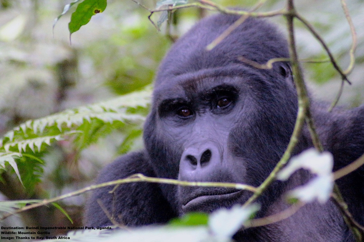 THIS SILVERBACK LETS NOTHING ESCAPE HIS STEADY GAZE, THE LEADER OF THE RUSHEGURA FAMILY GROUP WATCHES THE WATCHERS. IMAGE: THANKS TO RAY