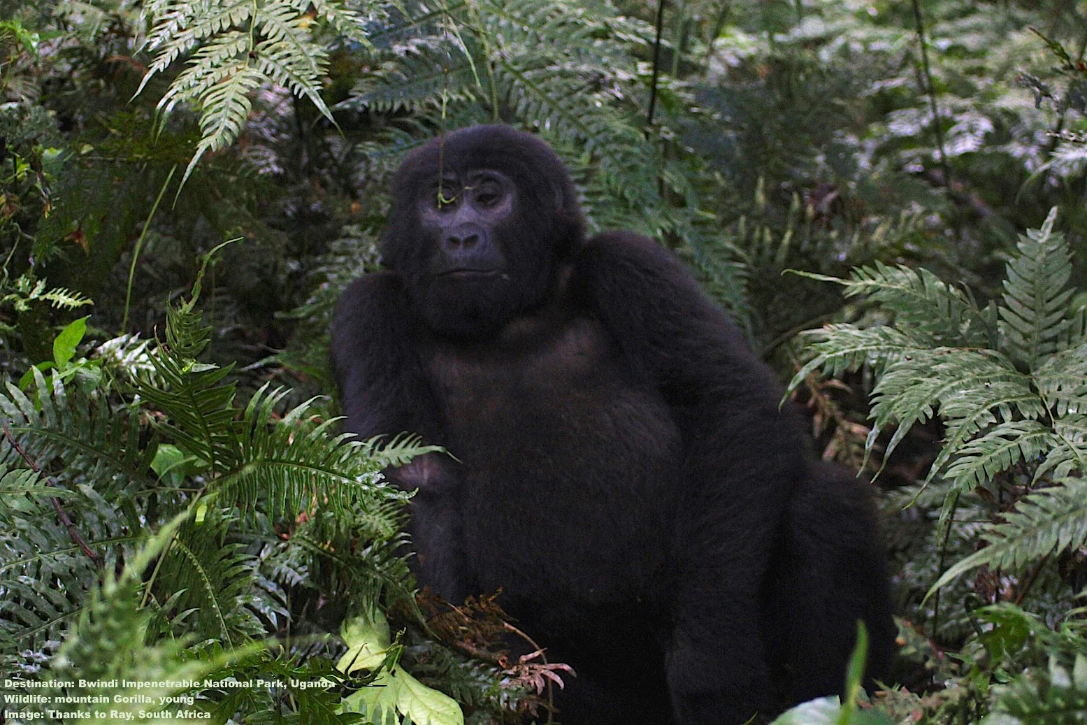THE HABITUATION PROCESS CAN TAKE FROM TWO TO THREE YEARS UNTIL THE GORILLAS (AND HUMANS) ARE RELAXED ENOUGH TO BE TRUSTED - WITHIN PARAMETERS, OF COURSE. IMAGE: THANKS TO RAY.