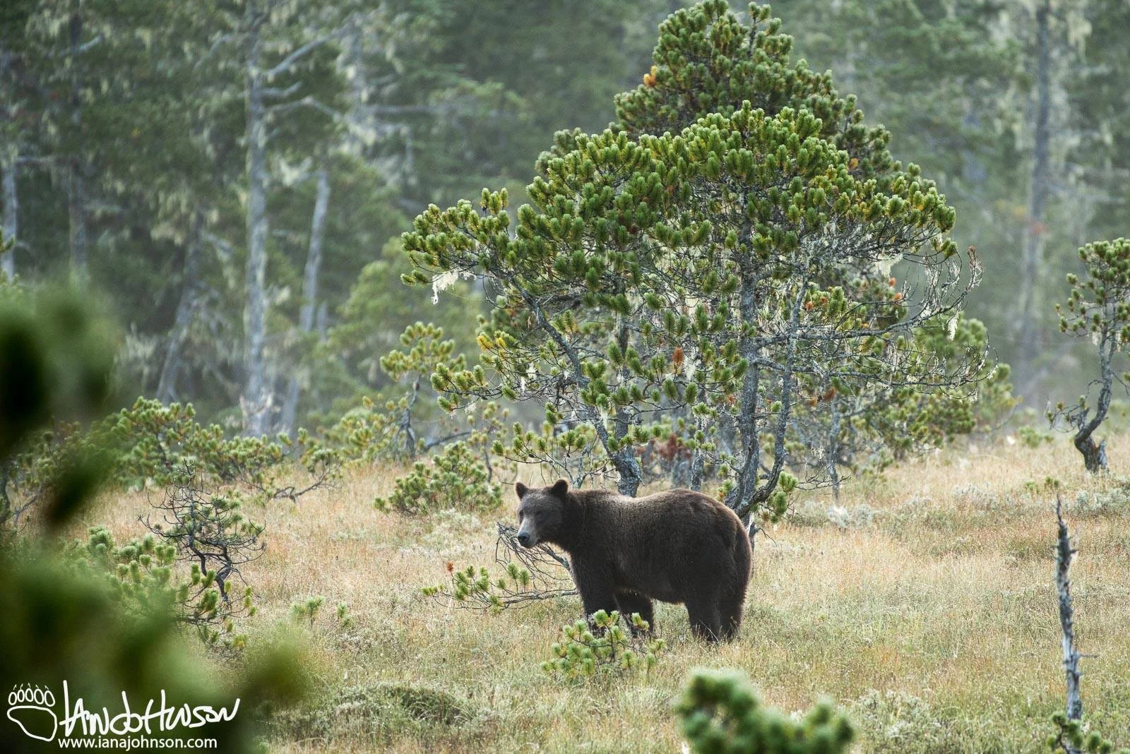 IF A BEAR NOTICES YOU, BACK AWAY, MAKE YOURSELF AS LARGE AS POSSIBLE. DO NOT RUN. IMAGE: IAN A JOHNSON