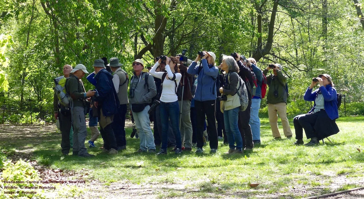 Migrating warblers draw a crowd in New York's central Park