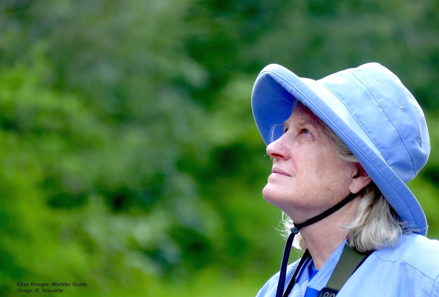 EXPERIENCED BIRDWATCHER, ELISE BOEGER, SHARES THE SECRETS FOR SPOTTING THE TINY JEWEL-LIKE WARBLERS IN CENTRAL PARK, NEW YORK.