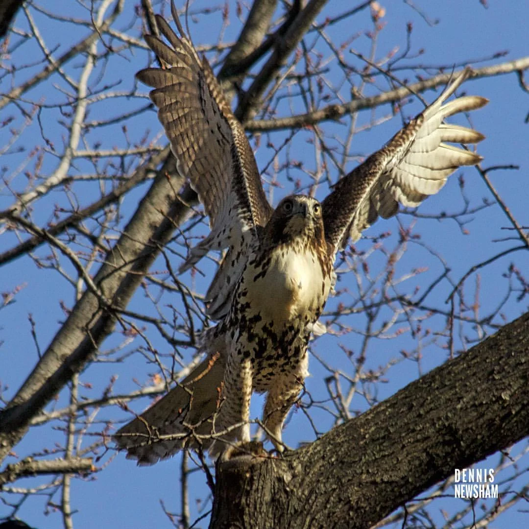 Red-tailed hawk, a year-round resident of New York's Central Park