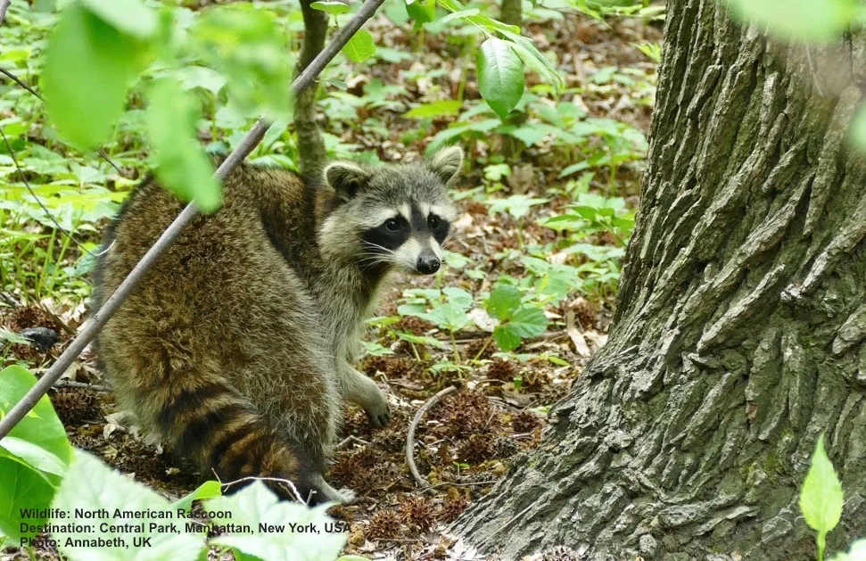 A raccoon in Central Park, New York