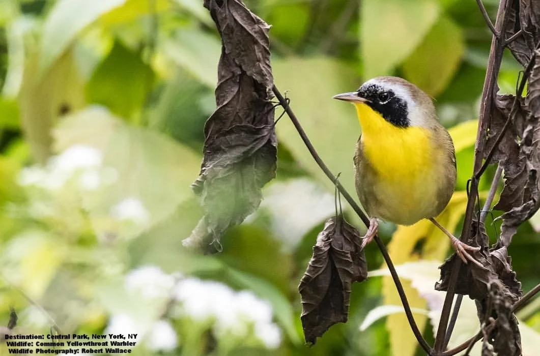 The Common Yellowthroat warbler in Central park New York City