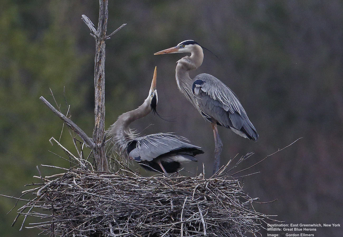 SOME GREAT BLUE HERONS REMAIN ALL WINTER, OTHER MIGRATE FROM AS FAR SOUTH AS PANAMA. THEY NEST HIGH IN TREES NEAR WATER. THEIR LONG GRACEFUL NECKS AND LEGS CREATE A LOVELY NESTING BALLET. IMAGE: THANKS TO GORDON ELLMERS