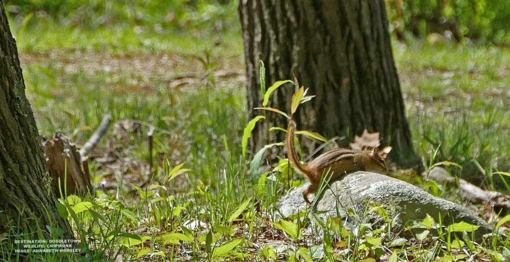 WE WATCHED THIS CHIPMUNK GORGE ON FOREST NUTS UNTIL HE WAS TOO STUFFED TO CLIMB OVER THIS ROCK 'MOUNTAIN' IN HIS PATH. HE FINALLY MADE IT! WE CHEERED. IMAGE: ANNABETH HORSLEY