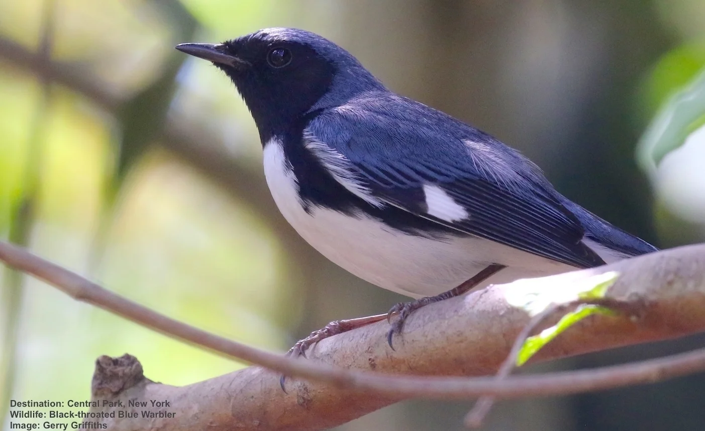 BLACK-THROATED BLUE WARBLERS, LIKE THIS MALE, WINTER IN PANAMA AND THE CARIBBEAN THEN MIGRATE ANNUALLY TO BREEDING GROUNDS IN AS FAR NORTH AS SOUTHERN ONTARIO AND QUEBEC, A JOURNEY OF ABOUT 4600 MILES (7500KM ) IMAGE: THANKS TO GERALD GRIFFITHS AND AVIAN ADVENTURES.