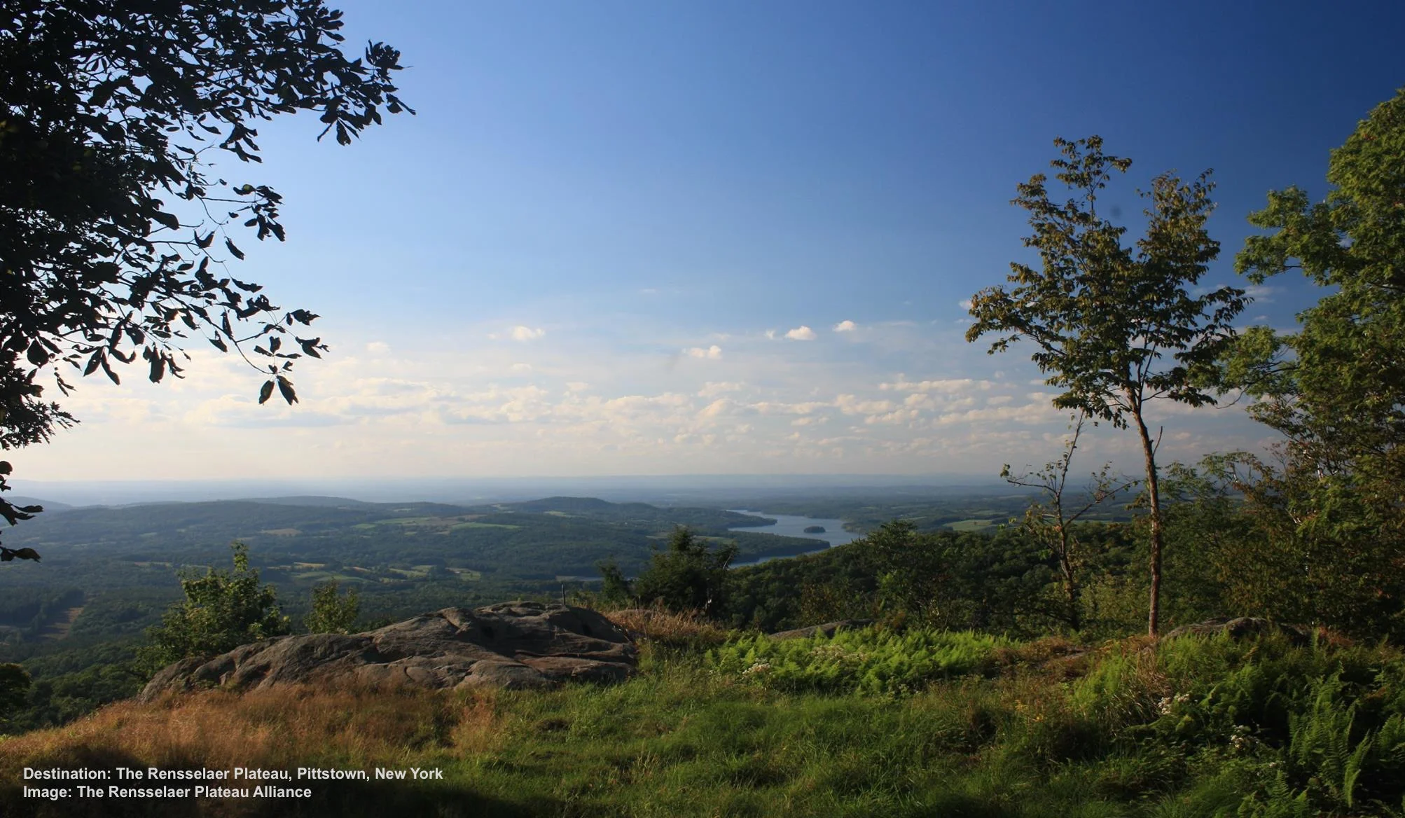 MANy MIGRATING WARBLERS REST OR BREED IN THE RENSSELAER FOREST PLATEAU. HERE WE MAY SEE (IUCN VULNERABLE) CERULEAN, BLACK THROATED BLUE, OR PRARIE WARBLERS, AS WELL AS ANIMALS SUCH AS NORTHERN RIVER OTTERS AND MAYBE EVEN A MOOSE! IMAGE THANKS TO RENSSELAR PLATEAU ALLIANCE.