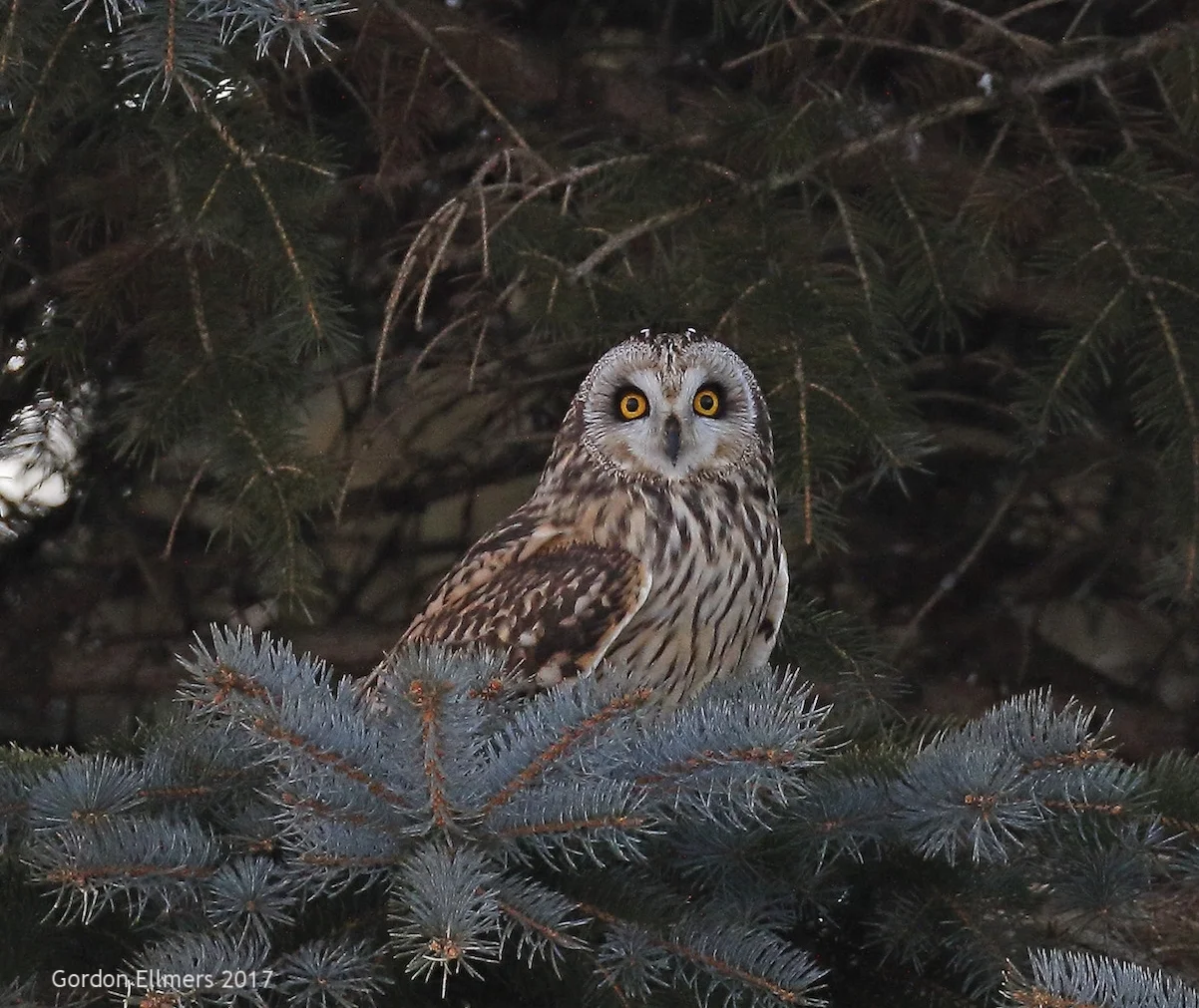 6. x Owl SE Ft Ed 022017_4 copy.jpg