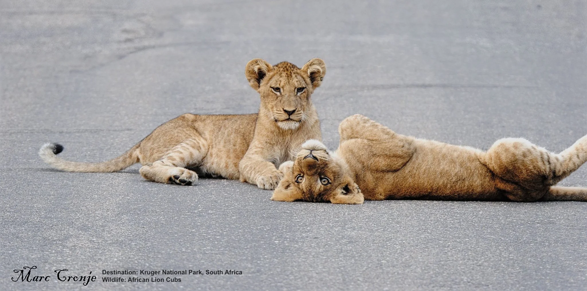LIONS RAISED IN THE WILD WITHOUT PHYSICAL HUMAN CONTACT, LIKE THESE ADORABLE WILD CUBS CHECKING OUT MARC'S SAFARI VEHICLE FROM THEIR VANTAGE POINT IN THE MIDDLE OF THE ROAD, WILL RARELY BOTHER EVEN OPEN SAFARI VEHICLES. FOLLOW THE RULES, LISTEN TO YOUR GUIDE'S INSTRUCTIONS, AND STAY AWAY FROM PARKS OR ATTRACTIONS THAT ENCOURAGE CONTACT BETWEEN WILDLIFE AND YOU. IMAGE: THANKS TO MARC CRONJE, INDEPENDENT FIELD GUIDE.