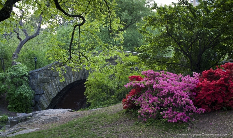 CENTRAL PARK IS A MUCH NEEDED RESTING STOP FOR WARBLERS AND OTHER BIRDS ON THE ATLANTIC FLYWAY MIGRATION ROUTE. IT IS A WELCOME SANCTUARY FOR CITY-LIVING HUMANS TOO. IMAGE: ©JOHN ANDERSON ⎮DREAMSTIME.COM