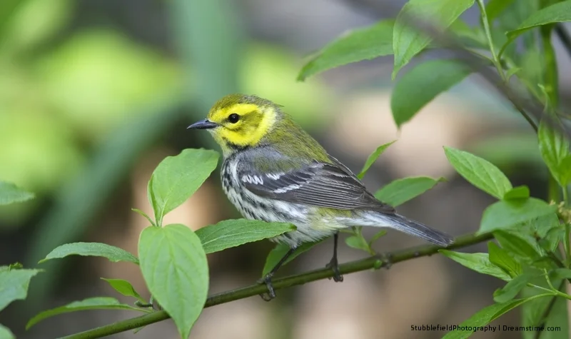 The Black-throated Green Warbler in Central Park.