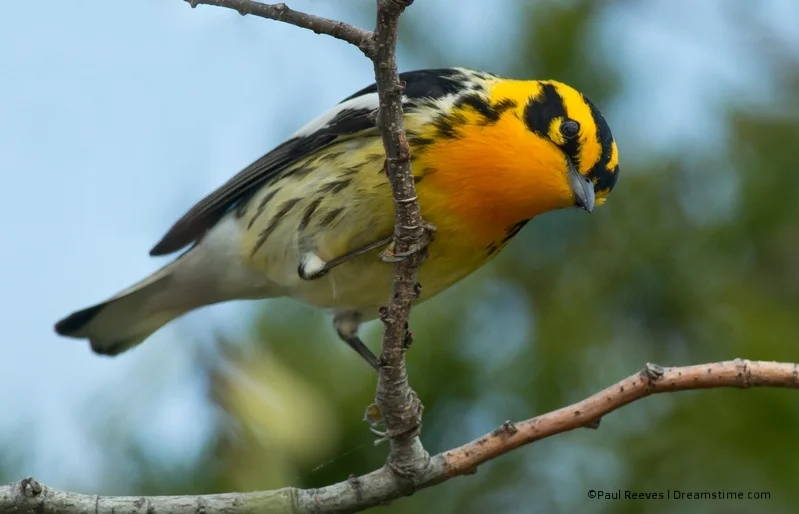 I saw my first BLACKBURNIAN (winters in Venezuela) WITH ELISE AND GERRY DURING LAST YEAR'S CENTRAL PARK WARBLER "REST STOP" IMAGE: ©PAUL REEVES⎮ DREAMSTIME.COM
