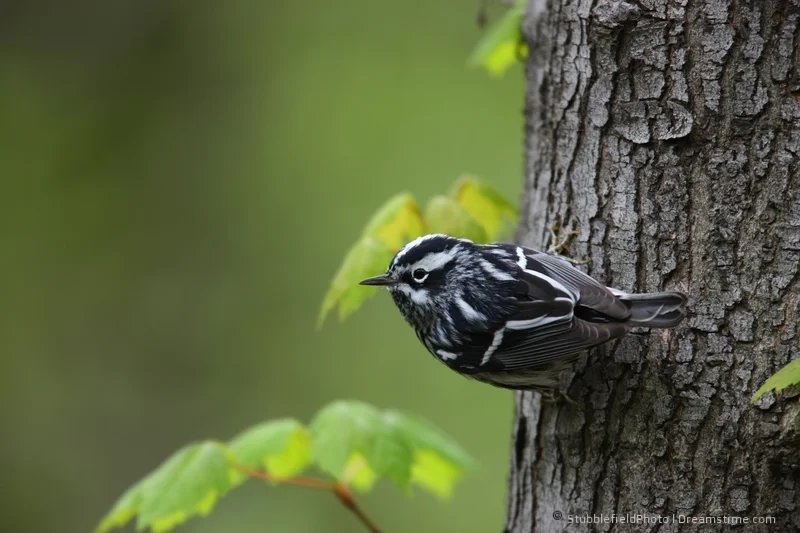 A BLACK AND WHITE ( winters in Mexico and Columbia) PEAKS OUT AT THE WARBLER WATCHERS IN CENTRAL PARK. IMAGE: ©STUBBLEFIELDPHOTO⎮ DREAMSTIME.COM