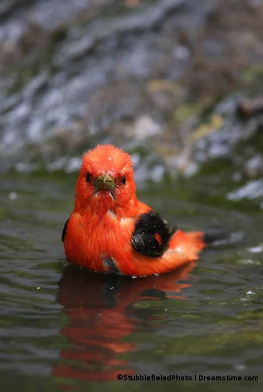 Scarlet tanager baths in a stream in New York's Central Parkk