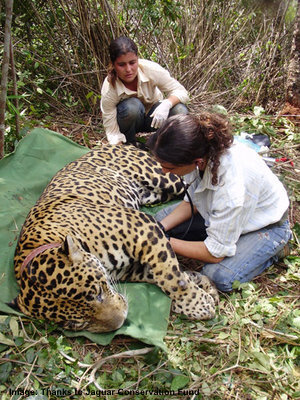 COLLARING A JAGUAR NEAR EMAS NATIONAL PARK IMAGE: JAGUAR CONSERVATION FUND.