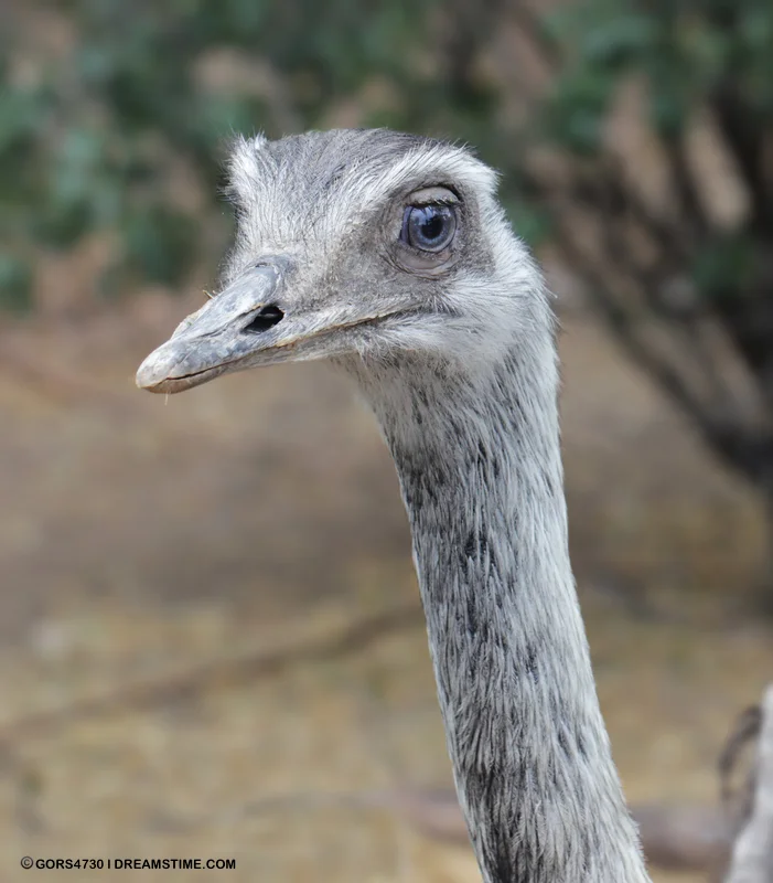 GREATER RHEA, THE CERRADO'S AVIAN CASANOVA! IMAGE: ©GORS4730⎮DREAMSTIME.COM