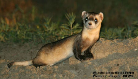 RE-INTRODUCED IN 1994, THE ENDANGERED BLACK FOOTED FERRET HAS YET TO ESTABLISH A SELF-SUSTAINING COLONY IN MONTANA, BUT THERE IS STILL HOPE. IMAGE: COURTESY OF USFWS.