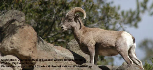 SURE FOOTED WILD BIG HORN SHEEP ARE NATIVE TO NORTH AMERICA. THEIR DISTINCTIVE THICK CURVING HORNS CAN WIEGH UP TO 30 POUNDS (14 KG.) IMAGE FROM USFWS CHARLES M. RUSSELL NATIONAL WILDLIFE REFUGE.
