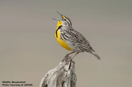 MEADOWLARK, ONE OF 250+ BIRD SPECIES THAT RESIDE OR PASS THROUGH THE REFUGE. IMAGE. COURTESY OF USFWS