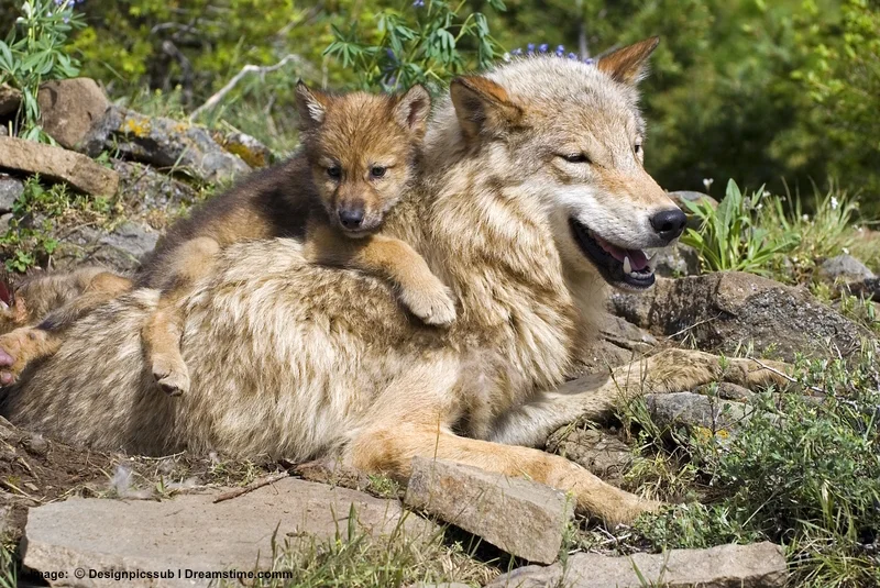 WOLF FAMILIES ARE UNBELIEVABLY PATIENT WITH WRIGGLING, CLIMBING, WRESTLING, AND "ATTACKING" PUPS! THIS FAMILY IS IN MONTANA. PHOTO: ©Designpicssub⎮DREAMSTIME.COM