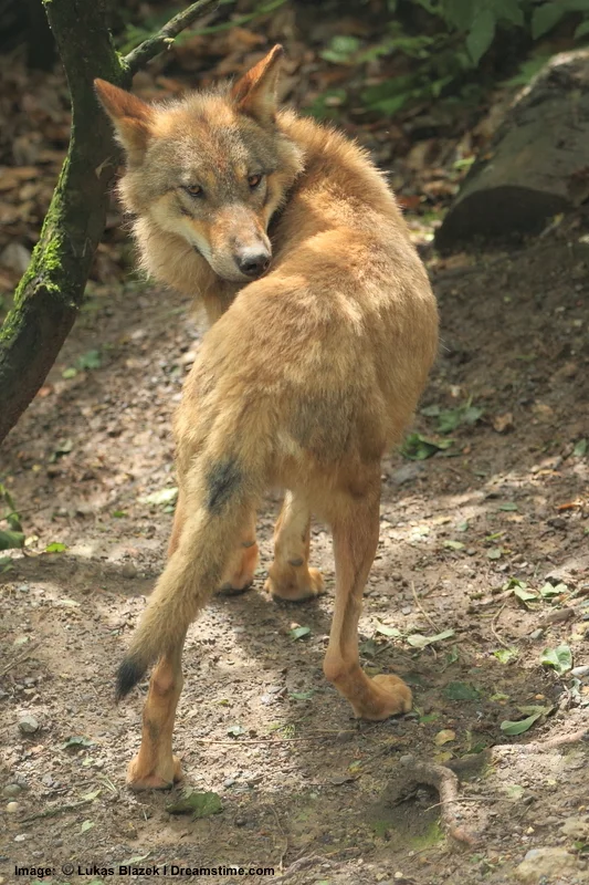 At the top of the world Tibetan or Mongolian wolf: Their best friend may be a big cat. image: ©lukyslukys⎮Dreamstime.com