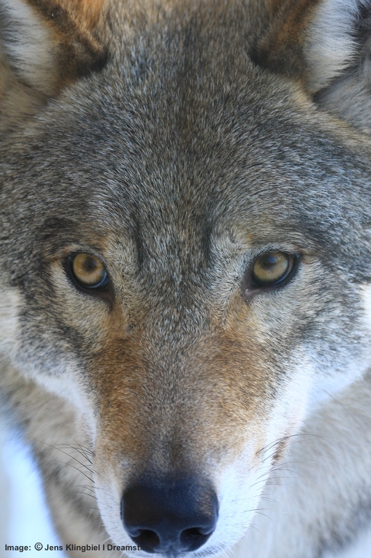EXTINCT IN SWEDEN BY 1970, THEIR NEW PHILOSOPHY OF HUMAN / WILDLIFE COEXISTENCE HAS LED TO A THRIVING RESPONSIBLE WILDLIFE TOURISM INDUSTRY. BRING THE WHOLE FAMILY - YES, KIDS TOO! ENJOY A WOLF (MOOSE, BEAR, ELK) SAFARI IN SWEDEN. Image: © JensKlingbiel dreamstime.com