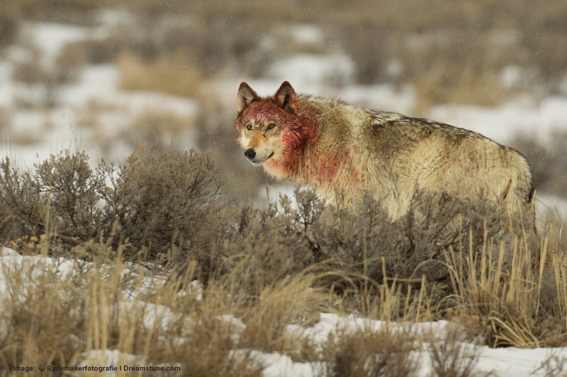 The trophic cascade at work: female wolf after elk meal in prime viewing site, the Lamar Valley, Yellowstone. Image: © rademakerfotografie⎮Dreamstime.com