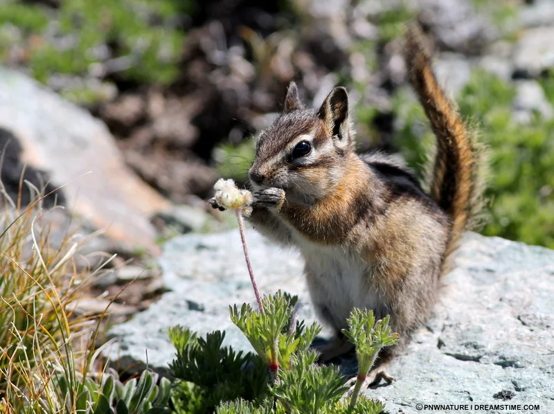 Stop-Look-listen. Even adults will be amazed at the usually un-noticed life all around like this yellow pine chipmunk lunching on seeds. Give yourself, and your kids, a treat. Take a pause. Image: ©PNWNature⎮Dreamstime.com