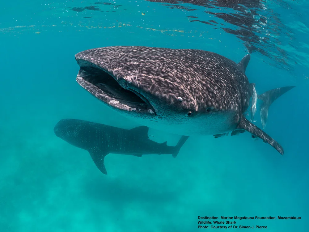 When in Mozambique, visit the Marine Megafauna Foundation based at Tofu. Marine biologist Dr. Simon J. Pierce, Lead Whale Shark Researcher, is usually on hand to talk about these great fish - and also may be convinced to impart a couple of tips on scoring the best underwater images. Dr. Pierce is a fabulous marine photographer too! Image: Courtesy of Dr. Simon J. Pierce