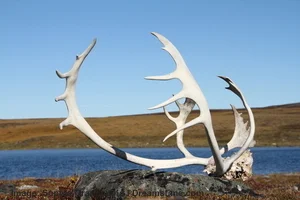 A carribou rack sits on the edge of the water in Nanavut, near Baker Lake. Image: © Sophia Granchinho | Dreamstime.com