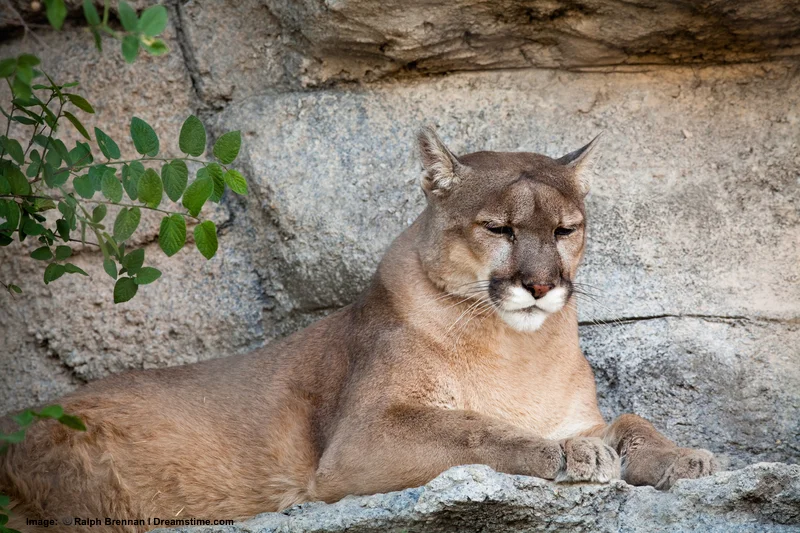 Gila National Forest and Wilderness are home to another apex predator: The mountain lion. Image: ©Ralph Brannan⎮dreamstime.com