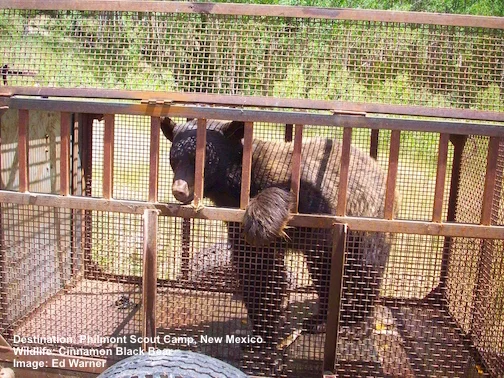 THE GUILTY PARTY WAS NOT QUITE THE FEROCIOUS BEAST THE REPORT IMPLIES. BUT ANY BEAR CAN BE DANGEROUS WHILE LOOKING FOR FOOD. IMAGE: ED WARNER.