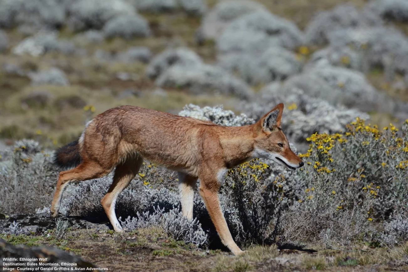 Ethiopian wolf is another high altitude roamer. getting to the Bale Mountains is a quite a trek, but once you are there the wolve's habit of open, daytime, hunting in the Afroalpine meadows makes them fairly easy to spot. Image: Thanks to Gerry Griffiths and Avian Adventures .