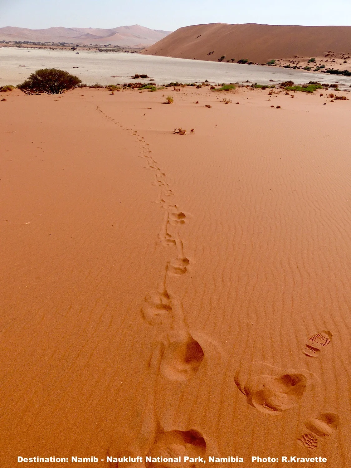 At the bottom of the dune was a huge dried lake bed. The crust so hard he made no new tracks. IMAGE: ©R.KRAVETTE