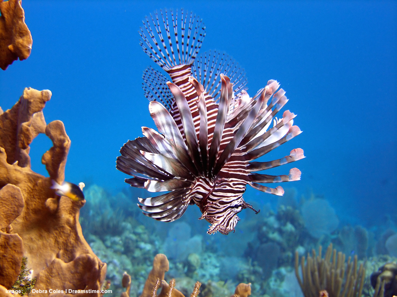 Utila Island, Honduras. beautiful but deadly, Invasive lion Fish are a big problem for coral reefs. Spear fishing for them is an encouraged activity. Image: ©Debycoles⎮Dreamstime.com