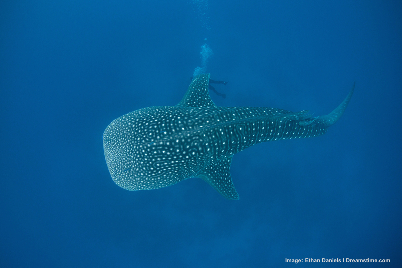 A whale shark in deep water off the coast of Belize. Note the diver is well away from the fish. Image: ©Ethan A Danels⎮Dreamstime.com