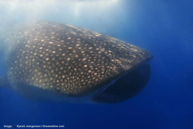 At Donsol Bay, where they used to be actively hunted, whale sharks can relax and cruise for krill - which is exactly what this big guy is doing. the murkey water is a sign (in this case) of the microscopic organisms that whale sharks feed on. Image: ©Kjorgen⎮Dreamstime.com