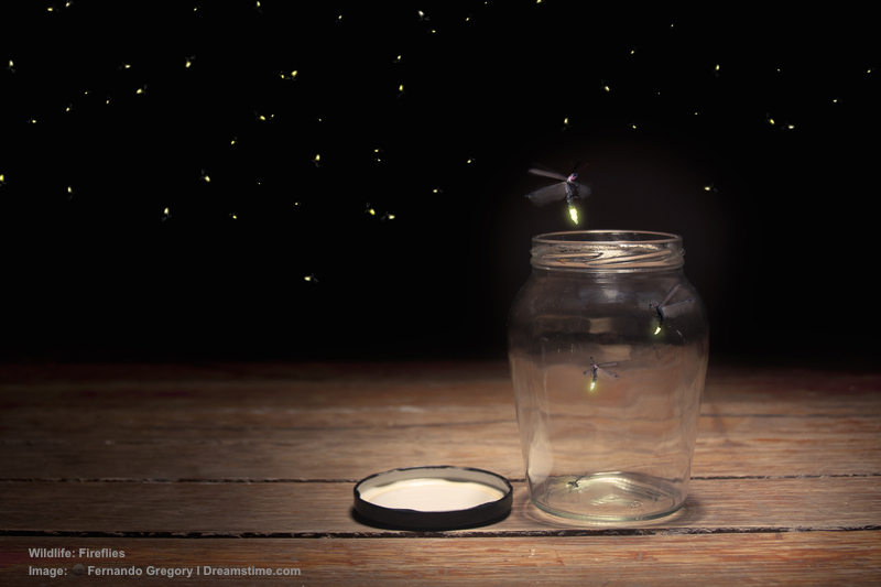 When was the last time you saw real fireflies in nature? After a day of whale shark viewing take a firefly cruise. The experience is magical. Image: ©Fernando Gregory⎮Dreamstime.com