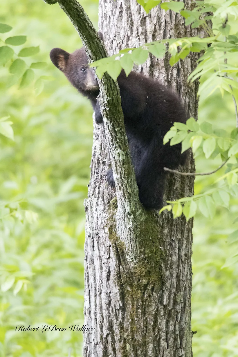 BLACK BEAR CUB AT CADE'S COVE. IMAGE: ROBERT LEBRON WALLACE.