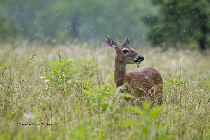 POURING RAIN DID NOT DISCOURAGE THIS WHITE-TAILED DOE AT CADE'S COVE. IMAGE: ROBERT LEBRON WALLACE