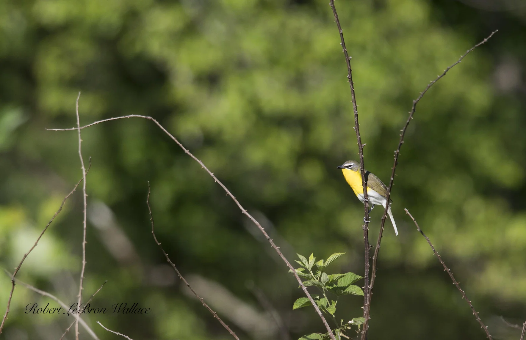 UNCOMMON AND SECRETIVE, THE YELLOW BREASTED CHAT USUALLY STAYS HIDDEN, BUT ON A LUCKY DAY MIGHT BE FOUND IN THE TANGLED BRUSH AT THE FOREST 'S EDGE AT CADE'S COVE, TENNESSEE. IMAGE: ROBERT LEBRON WALLACE