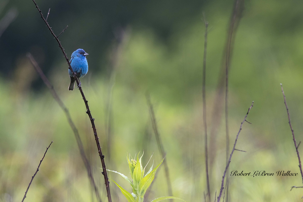 THE FOREST AND FIELDS OF CADE'S COVE ARE HOME TO MANY COLORFUL AND VARIED SPECIES LIKE THIS INDIGO BUNTING. IMAGE: ROBERT LEBRON WALLACE