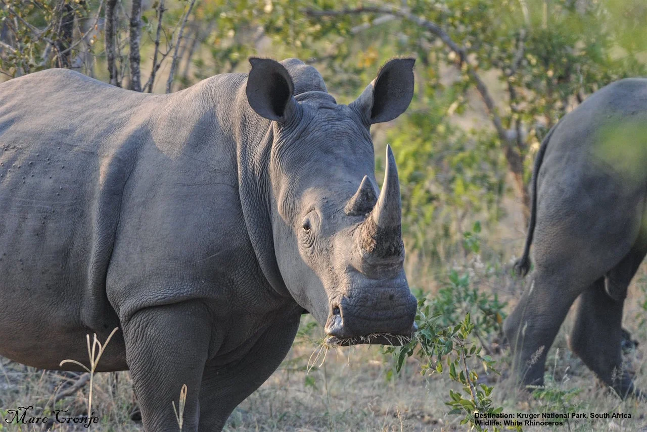 TOURIST DOLLARS GENERATED TO SEE WHITE RHINO IN PRESERVES LIKE SOUTH AFRICA'S KRUGER NATIONAL PARK, HAS BEEN INSTRUMENTAL IN SAVING THIS AND MANY OTHER SPECIES. IMAGE: THANKS TO MARC CRONJE.