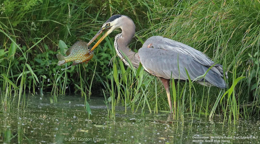 ONE OF EVERY $100 OF ALL GOODS AND SERVICES PRODUCED IN THE U.S. COMES FROM WILDLIFE RECREATION, INCLUDING WATCHING A GREAT BLUE HERON FISH. IMAGE: THANKS TO GORDON ELLMERS.